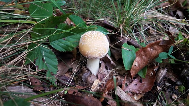 brown and white mushroom in leaves and grass on ground