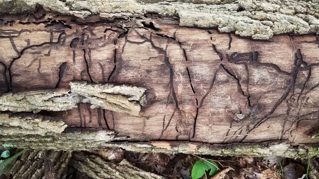 decaying wood log with termite insect or beetle or worm damage