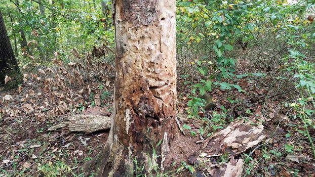 decaying tree trunk with termite insect or beetle damage