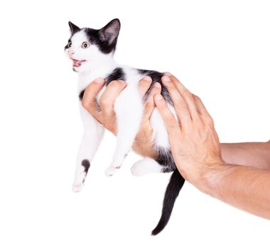 Black and white kitten in the hands of an adult man, isolated