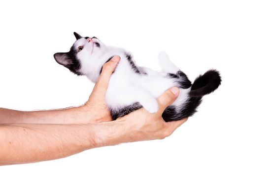 Black and white kitten in the hands of an adult man, isolated