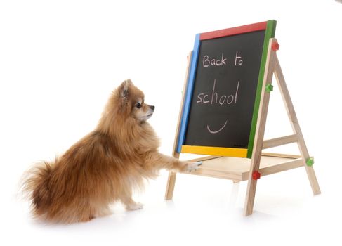 young pomeranian in front of white background