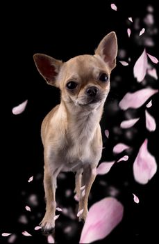 purebred chihuahua in front of black background