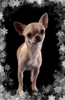 purebred chihuahua in front of black background