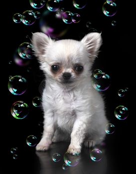 young chihuahua in front of black background