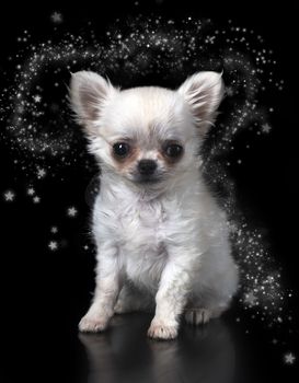 young chihuahua in front of black background