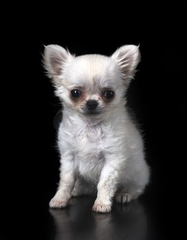 young chihuahua in front of black background