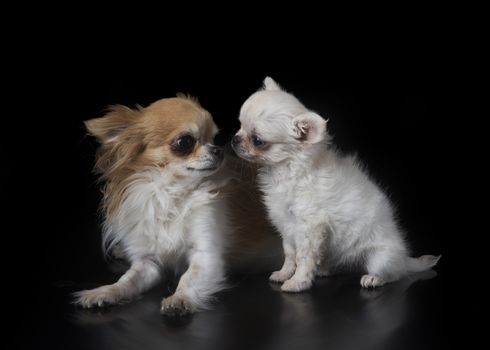 two chihuahua in front of black background