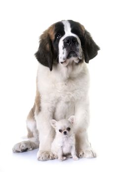 puppies chihuahua and saint bernard in front of white background