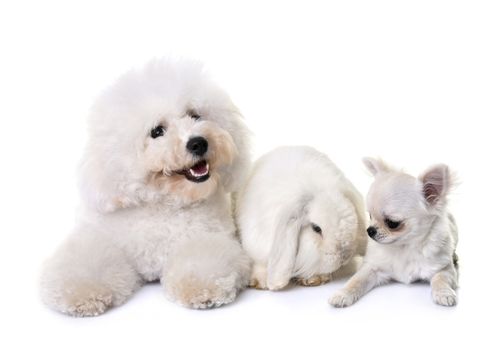 bichon frise, chihuahua  and bunny in front of white background