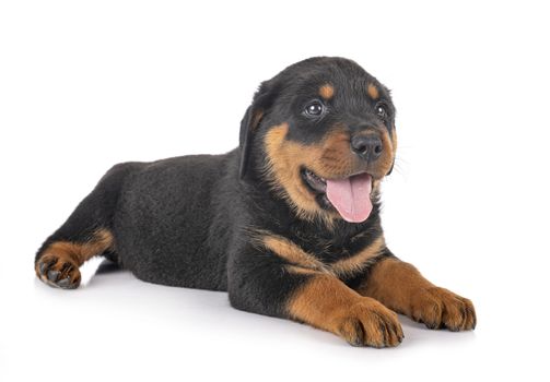 puppy rottweiler in front of white background