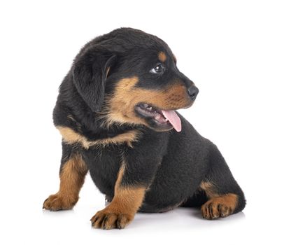 puppy rottweiler in front of white background