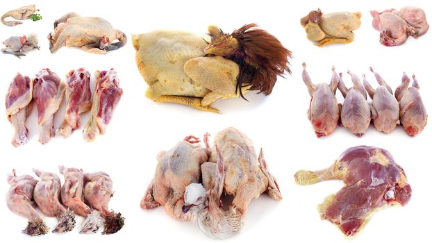 poultry meat in front of white background