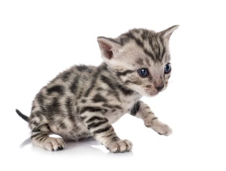 bengal cat in front of white background