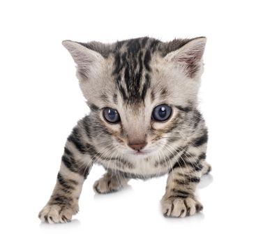 munchkin bengal cat in front of white background