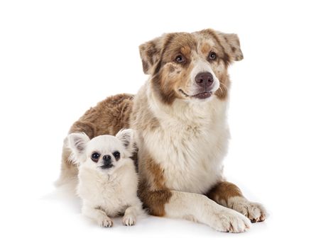 australian shepherd and chihuahua in front of whiet background
