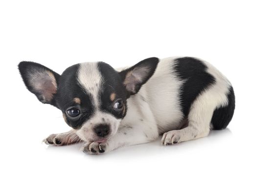 little chihuahua in front of white background