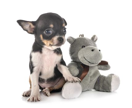 little chihuahua in front of white background