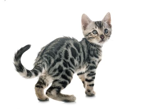 bengal cat in front of white background