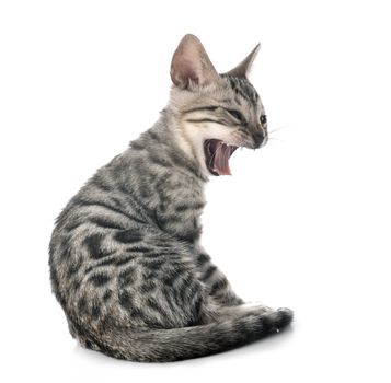 bengal cat in front of white background