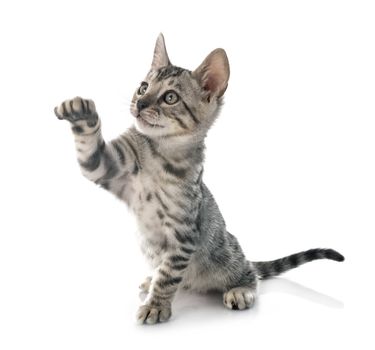 bengal cat in front of white background