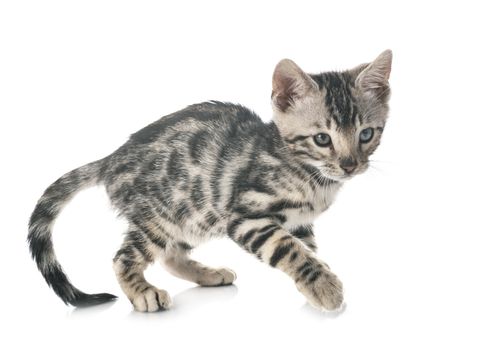 bengal cat in front of white background