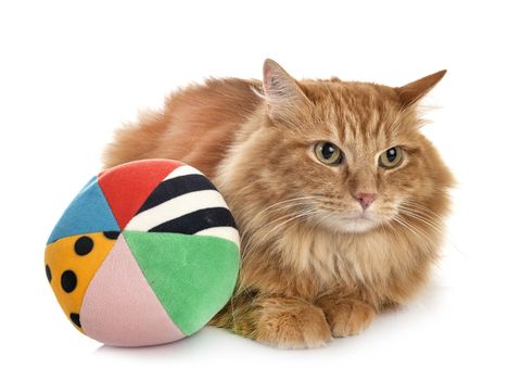 siberian cat in front of white background