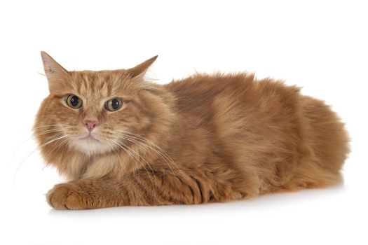 siberian cat in front of white background
