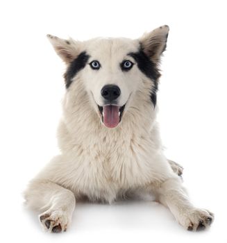 Yakutian Laika in front of white background