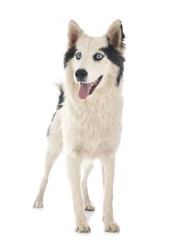 Yakutian Laika in front of white background