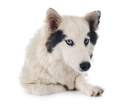 Yakutian Laika in front of white background