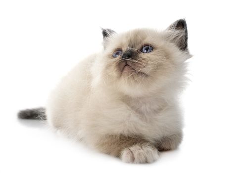 birman kitten in front of white background