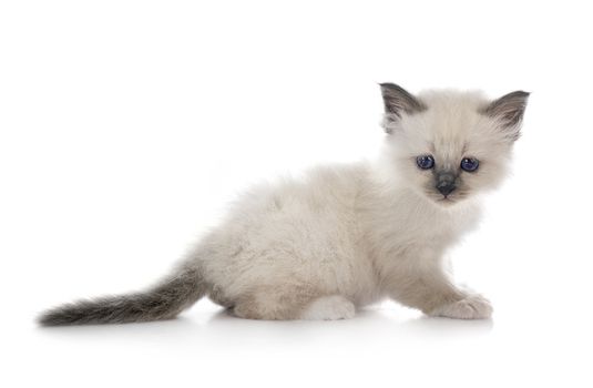 birman kitten in front of white background