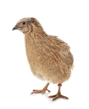 japanese quail in front of white background