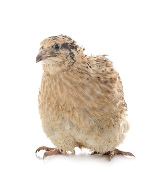japanese quail in front of white background