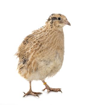 japanese quail in front of white background