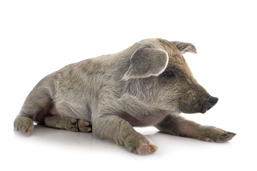 young Mangalica in front of white background