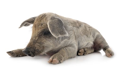 young Mangalica in front of white background