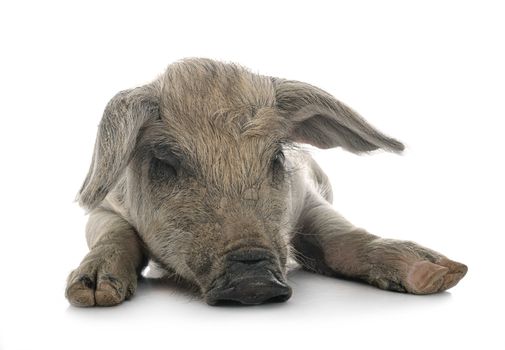 young Mangalica in front of white background