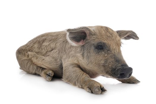 young Mangalica in front of white background