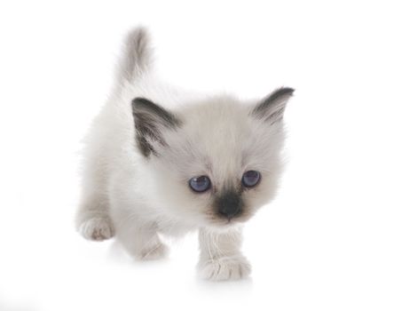 birman kitten in front of white background