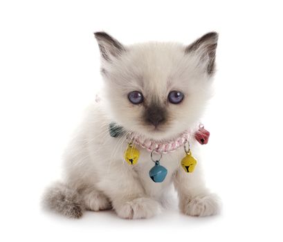 birman kitten in front of white background