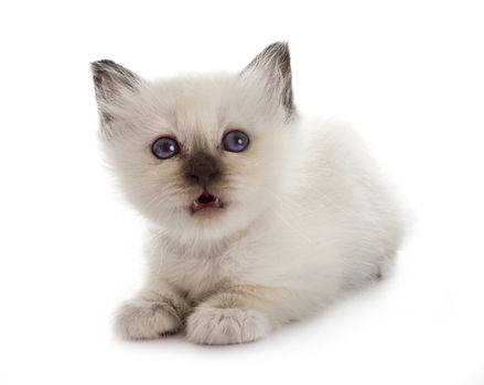 birman kitten in front of white background