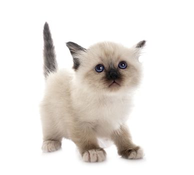 birman kitten in front of white background