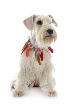 miniature schnauzer in front of white background