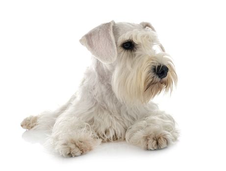 miniature schnauzer in front of white background