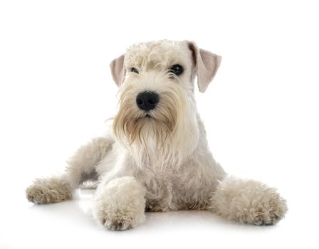 miniature schnauzer in front of white background