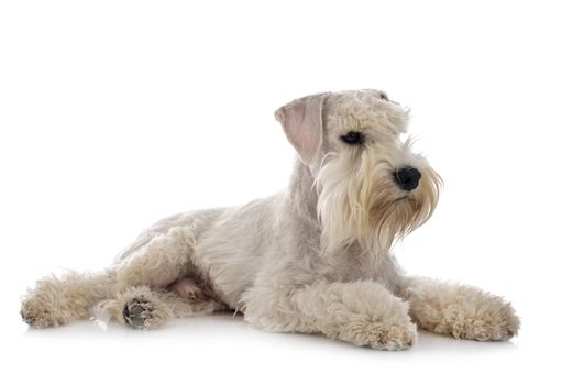 miniature schnauzer in front of white background