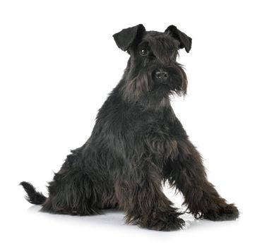 miniature schnauzer in front of white background