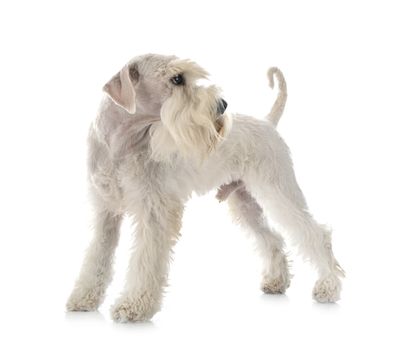 miniature schnauzer in front of white background